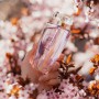 Mari Queen Garden Sweet Cherry Туалетная вода женская, 100 мл